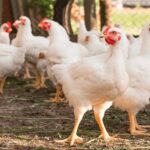 Pemprov Kaltim memberi bantuan Ayam Ternak ke wilayah Penajam