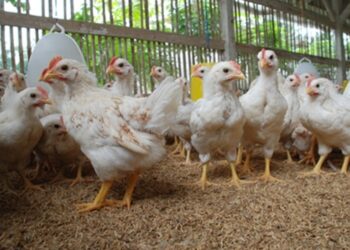 Pemprov Kaltim Beri Bantuan Ayam Ternak pada Warga Penajam untuk Entaskan Kemiskinan