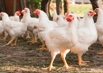 Pemprov Kaltim memberi bantuan Ayam Ternak ke wilayah Penajam