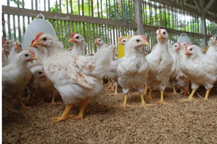 Pemprov Kaltim Beri Bantuan Ayam Ternak pada Warga Penajam untuk Entaskan Kemiskinan