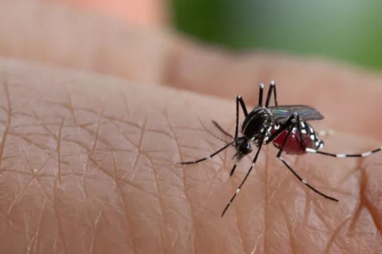 Kemenkes: Hingga Pekan Ke-22 Ada Hampir 120 Ribu Kasus DBD