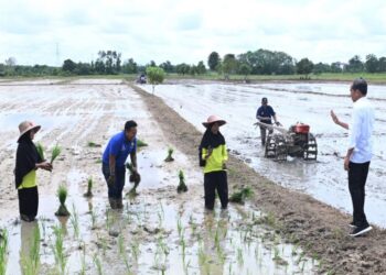 Presiden Jokowi Sebut Kelebihan Panen di Kotawaringin Timur Akan Dibawa ke IKN