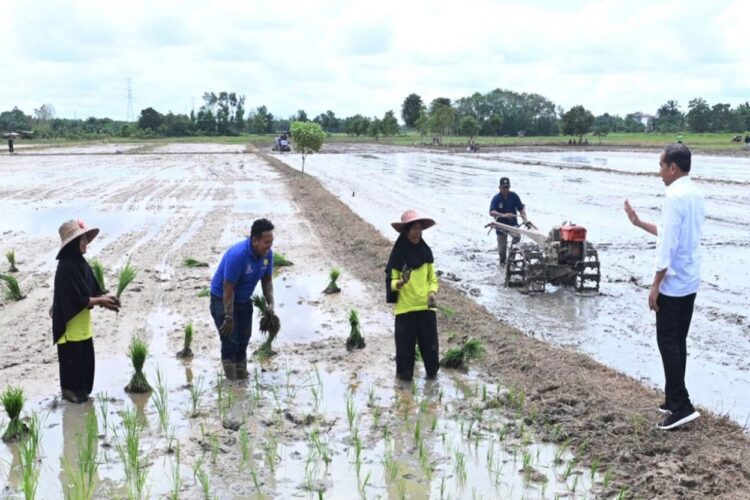 Presiden Jokowi Sebut Kelebihan Panen di Kotawaringin Timur Akan Dibawa ke IKN