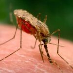 Nyamuk Anopheles penyebar Malaria