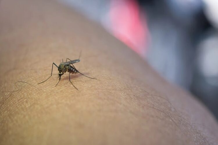 Kemenkes Imbau Masyarakat Waspadai Penyebaran DBD di Musim Kemarau