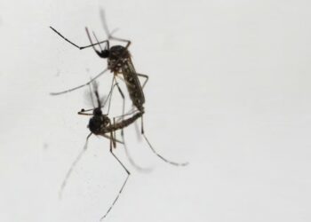 Kemenkes Beri Tips Pemberantasan Sarang Nyamuk dengan 3M Plus