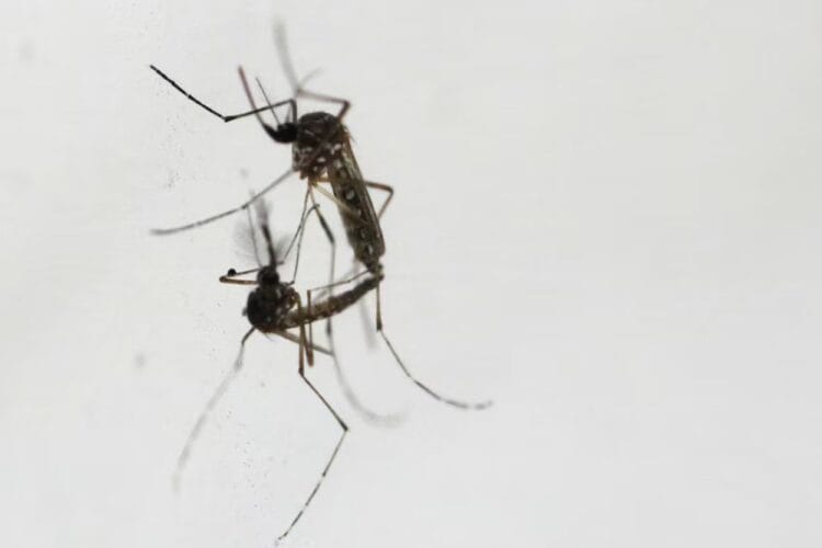 Kemenkes Beri Tips Pemberantasan Sarang Nyamuk dengan 3M Plus