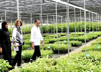 Jutaan Bibit Tanaman di Persemaian Mentawir Jadi Kunci Rehabilitasi Ekosistem Hutan IKN