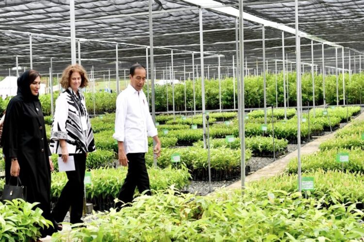 Jutaan Bibit Tanaman di Persemaian Mentawir Jadi Kunci Rehabilitasi Ekosistem Hutan IKN