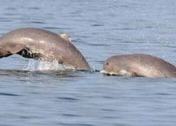 Mati Mengambang, BKSDA Kaltim Bakal Selidiki Kematian Pesut Mahakam: Total Sudah 4 Ekor!