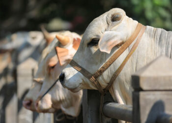 Sapi kurban presiden Jokowi