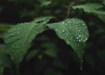 Otorita sediakan 1.200 liter air embun untuk air minum para pekerja setiap harinya. Foto: Ilustrasi/Freepik