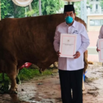 Menyambut Iduladha 1445 H, Presiden Jokowi siapkan puluhan sapi kurban ke seluruh provinsi di Indonesia, termasuk IKN. Foto: Ilustrasi/Dok/Setpres