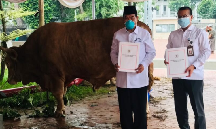 Menyambut Iduladha 1445 H, Presiden Jokowi siapkan puluhan sapi kurban ke seluruh provinsi di Indonesia, termasuk IKN. Foto: Ilustrasi/Dok/Setpres