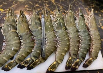 Pemprov Kaltim Tawarkan Investasi Udang Windu dan Rumput Laut ke Perusahaan China