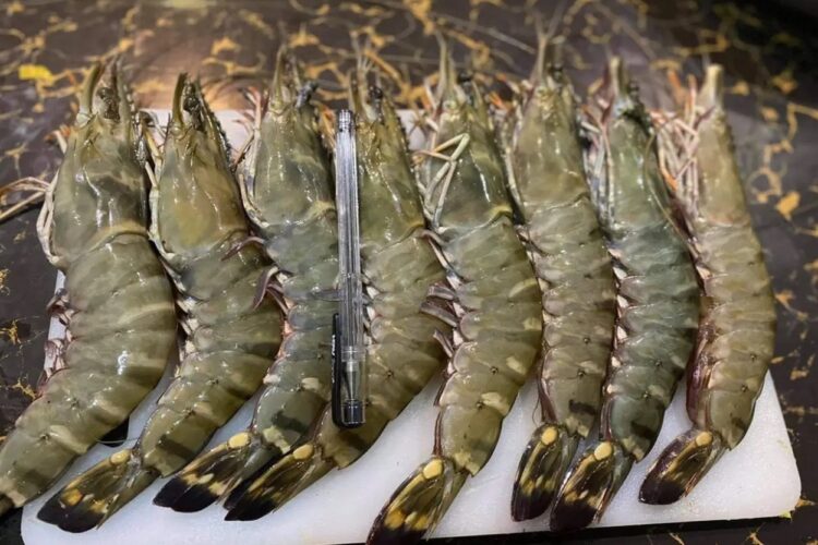 Pemprov Kaltim Tawarkan Investasi Udang Windu dan Rumput Laut ke Perusahaan China