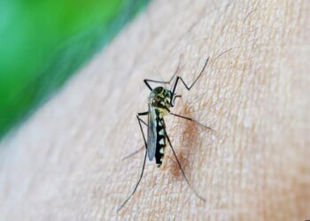 Kemenkes Jalin Kolaborasi dengan Berbagai Pihak untuk Wujudkan Indonesia Bebas Dengue
