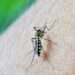 Kemenkes Jalin Kolaborasi dengan Berbagai Pihak untuk Wujudkan Indonesia Bebas Dengue