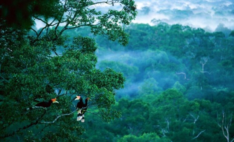 Kalimantan Bagian dari Biogeografi Kawasan Sunda