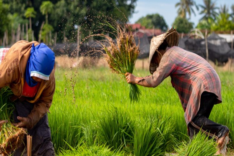 Kabupaten Penajam Rancang Program untuk Tingkatkan Kualitas Produk Pertanian