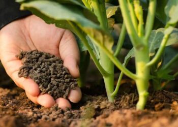 Kabupaten Penajam Kerja Sama Sektor Pertanian dengan BUMN Korea Selatan