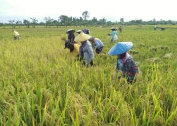 Genjot Produksi Lokal, Kaltara Siap Jadi Kawasan Penunjang Pangan IKN