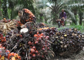 Dorong Ketahanan Pangan dan Pendidikan, Pemprov Kaltim Gandeng Tiongkok