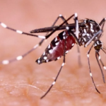 Vaksin DBD dinilai ampuh turunkan angka kematian penyakit tersebut. Foto: Ilustrasi/Dok