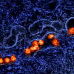 Virus West Nile mewabah di Israel. Foto: Ilustrasi/JerussalemPost