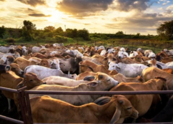 Kalsel upayakan swasembada daging. Foto: Ilustrasi/Freepik