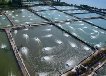 Pemkab Penajam Targetkan Produksi Tambak Ikan Naik 20 Persen