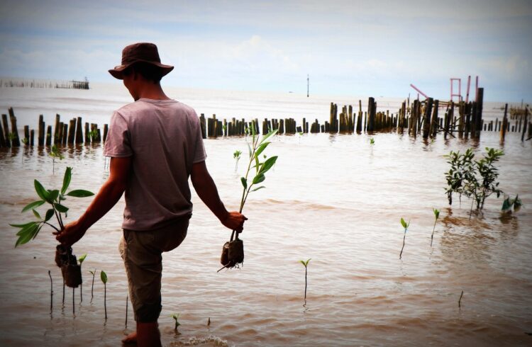 Meriahkan HUT Ke-79 RI, Pemprov Kaltim Tanam 1 Juta Pohon di Kawasan Mangrove