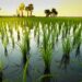 PUPR Benahi Sistem Pengairan Sawah di Penajam untuk Jadi Lumbung Pangan IKN