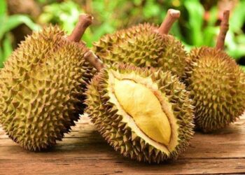 Kabupaten Sigi Ingin Jadi Pemasok Durian untuk Ibu Kota Nusantara
