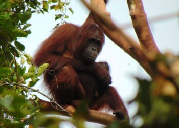 Peneliti: Pembangunan Ibu Kota Nusantara Tidak Mengganggu Habitat Orang Utan