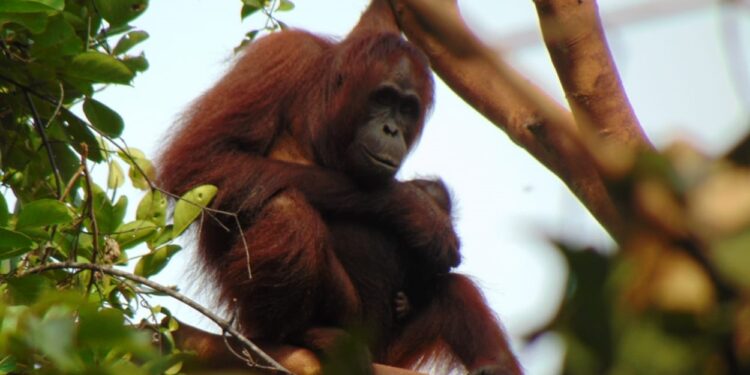Peneliti: Pembangunan Ibu Kota Nusantara Tidak Mengganggu Habitat Orang Utan