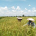 Bertekad Jadi Lumbung Pangan IKN, Kotim Dukung Program Cetak Sawah Nasional
