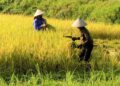 Siap Pasok Kebutuhan Pangan IKN, Kukar Kembangkan Pertanian Modern