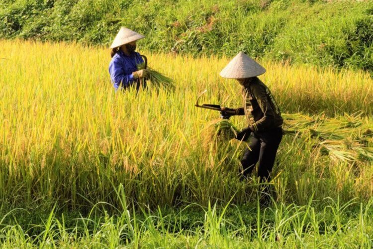 Siap Pasok Kebutuhan Pangan IKN, Kukar Kembangkan Pertanian Modern
