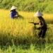 Siap Pasok Kebutuhan Pangan IKN, Kukar Kembangkan Pertanian Modern