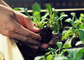 Target Jadi Penyangga Pangan IKN, Pj Gubernur Sulbar Ajak Petani Kembangkan Tanaman Hortikultura