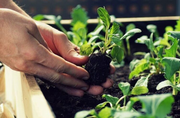 Target Jadi Penyangga Pangan IKN, Pj Gubernur Sulbar Ajak Petani Kembangkan Tanaman Hortikultura