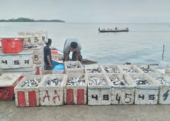 Produksi Surplus, Paser Siap Pasok 20% Kebutuhan Ikan di IKN