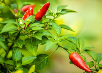 Pemkab Penajam Bagikan 4.000 Bibit Cabai pada Masyarakat di 4 Kecamatan