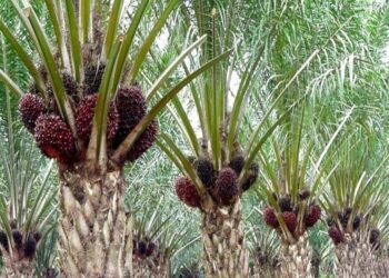 Disbun Kaltim Intensifikasi 1.300 Hektare Sawit di 5 Kabupaten Sekitar IKN