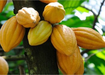 Dinas Perkebunan Kaltim Beri Bantuan 20 Ribu Bibit Kakao pada Kelompok Tani di Berau