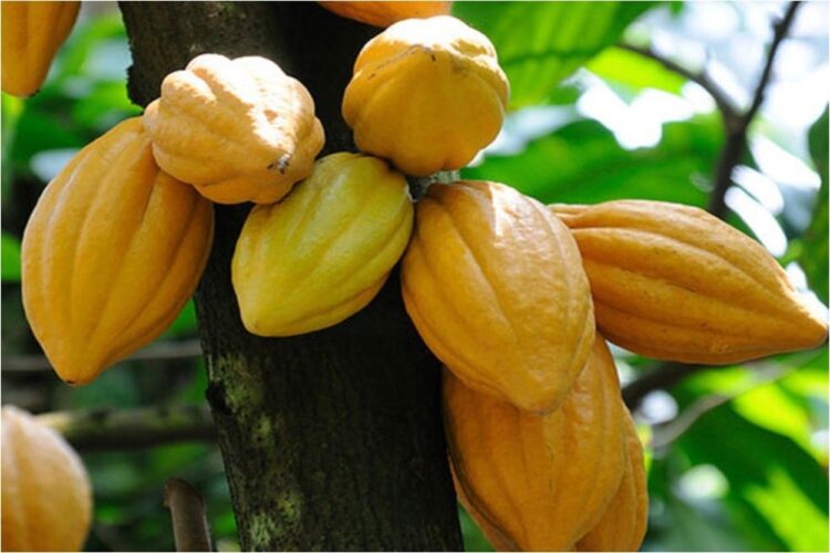 Dinas Perkebunan Kaltim Beri Bantuan 20 Ribu Bibit Kakao pada Kelompok Tani di Berau