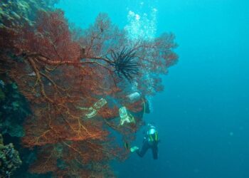 Teluk Harapan, Surga Menyelam di Perairan Maratua Berau Kaltim Tak Jauh dari IKN