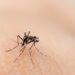 Demam Berdarah Dengue Masih Jadi Ancaman bagi Pekerja Konstruksi IKN