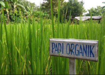 Petani di Sekitar Ibu Kota Nusantara Diimbau Gunakan Pupuk Organik